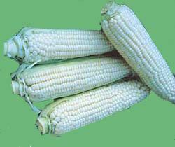 Corn-Stowells20Evergreen.jpg