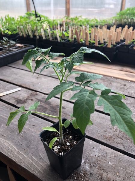 Tomato20plant281229.jpg