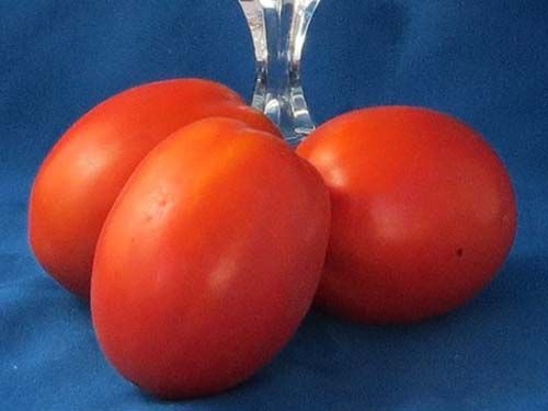 Tomato2C20Afghani.jpg