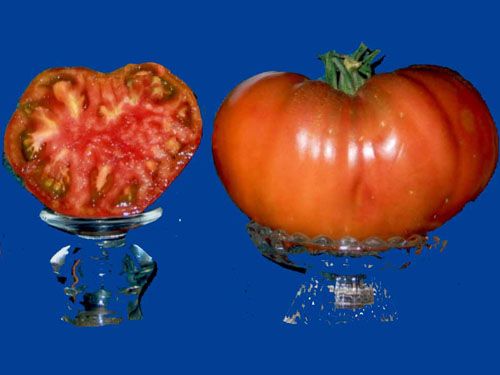 Tomato2C20carbon.jpg
