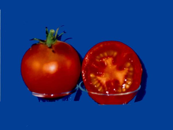 Tomato2C20ideal.jpg