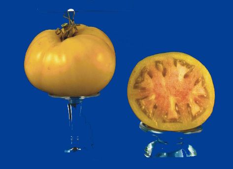 Tomato2C20pink20grapefruit.jpg
