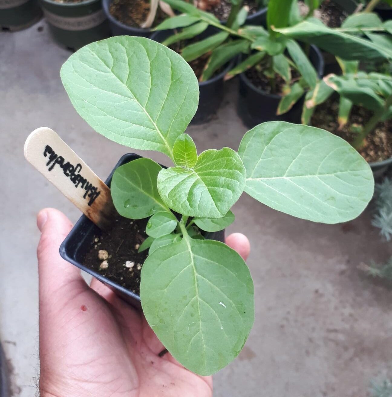 ashwaganda plant