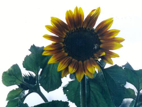 autumn_beauty_sunflower.jpg