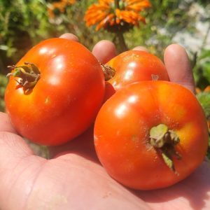 Beefsteak, Bush