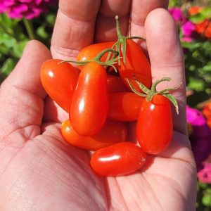 Cherry Roma