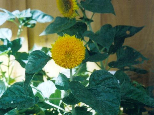 dwarf-sunflower.jpg