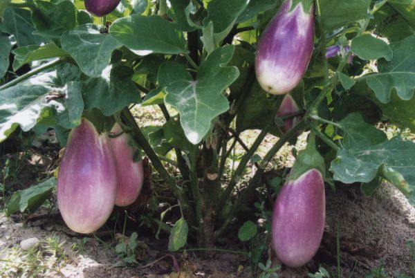 eggplant_lavender.jpg