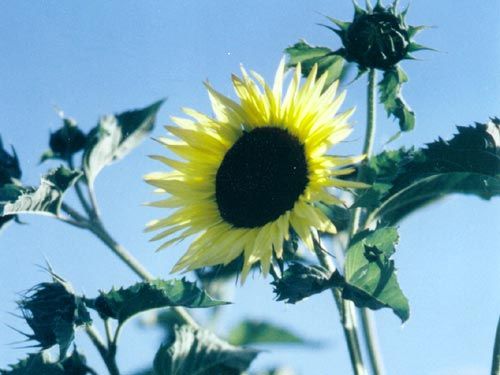 giant_sungold_sunflower.jpg