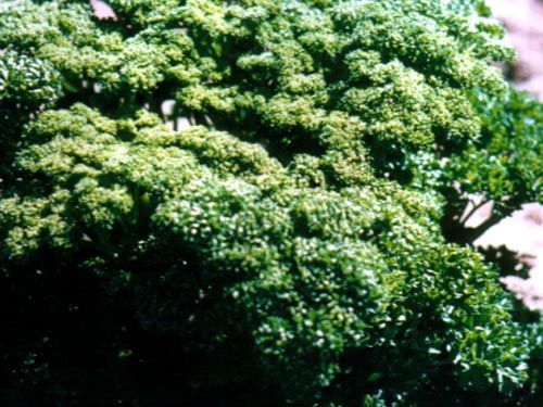 parsley_curled_leaf.jpg