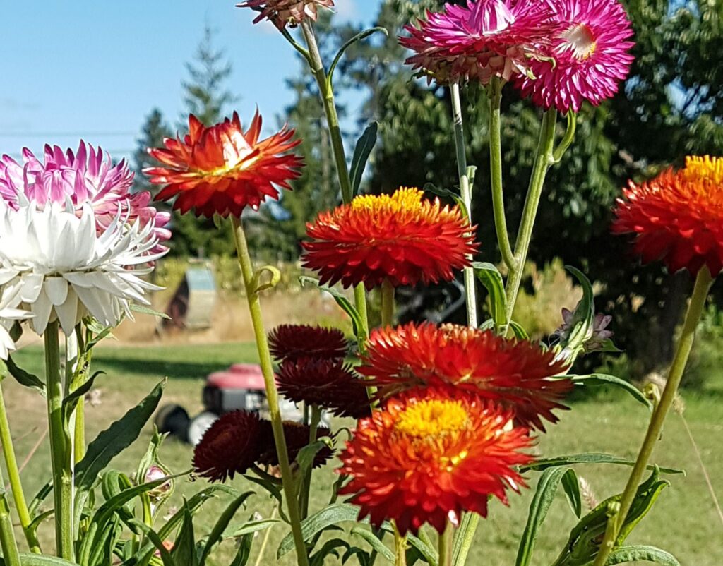 Straw Flower Sunshine Farm Store