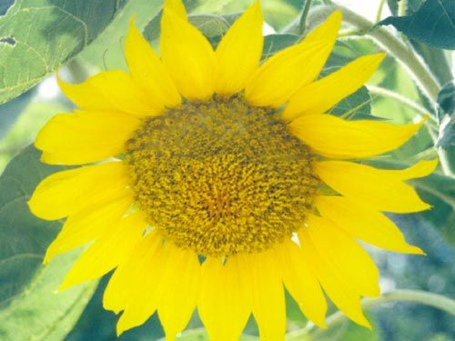 tarahumara_sunflower.jpg