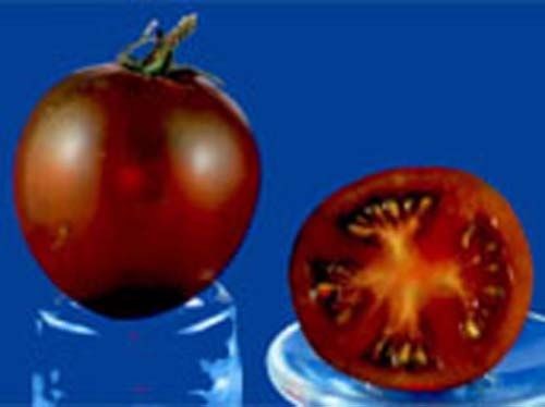 tomato2C20black20Russian.jpg