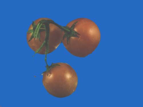 tomato2C20giallo20a20grappoli.jpg