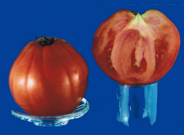 tomato2C20giant20yugoslavian.jpg
