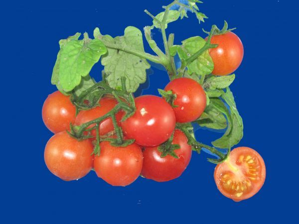 tomato2C20red20robin2028129.jpg