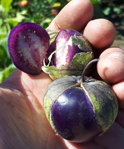 Deep purple tomatillo