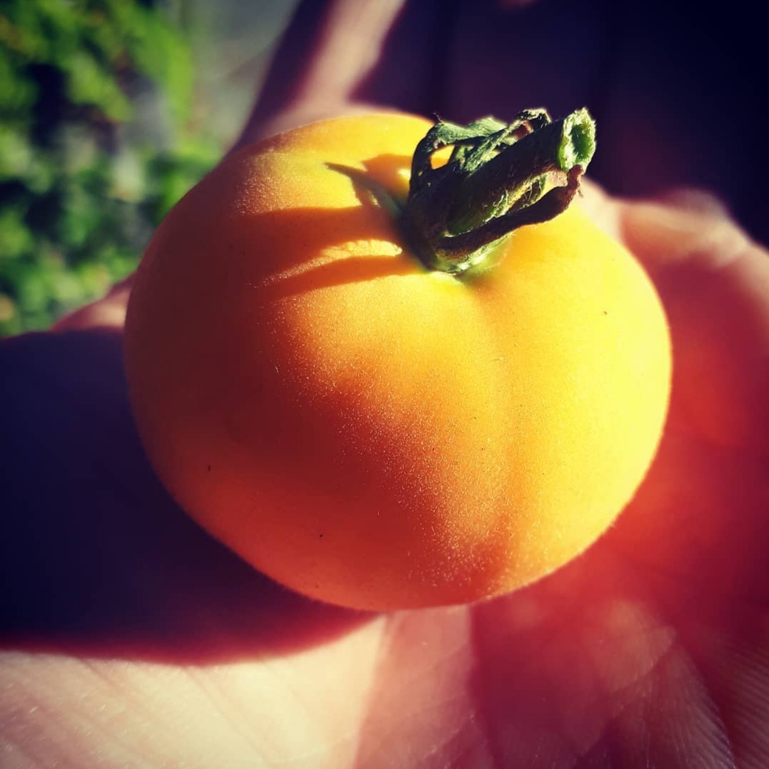 Orange peach