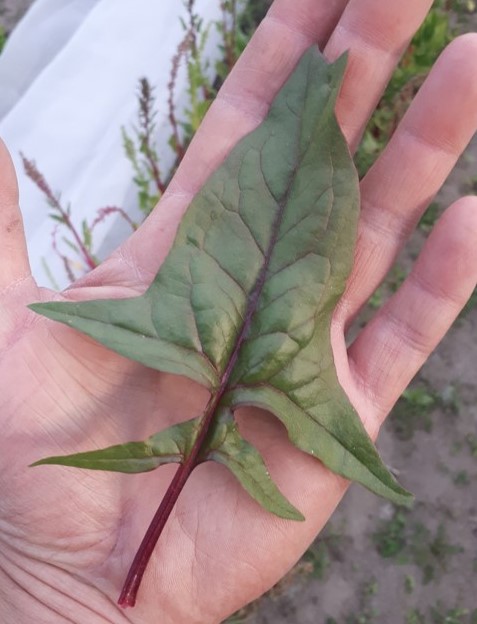 Red leaf spinach1