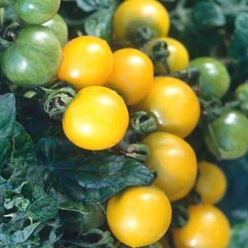 Canary tomato