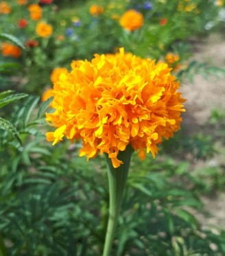 marigold1