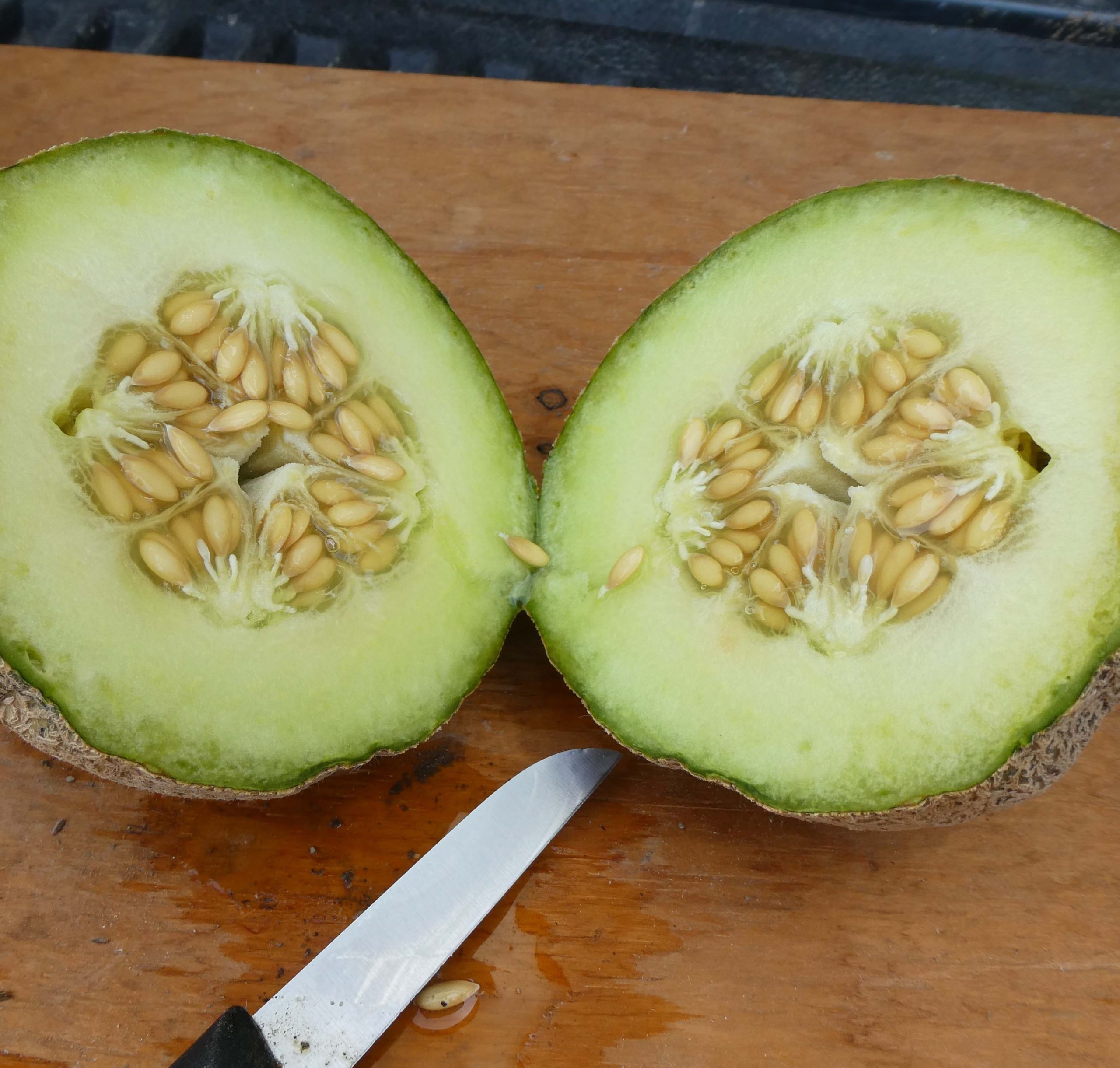 Meadowlark Melon