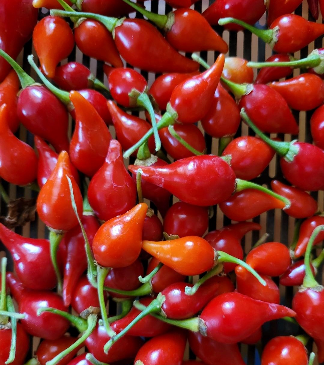 Red Biquinho Pepper
